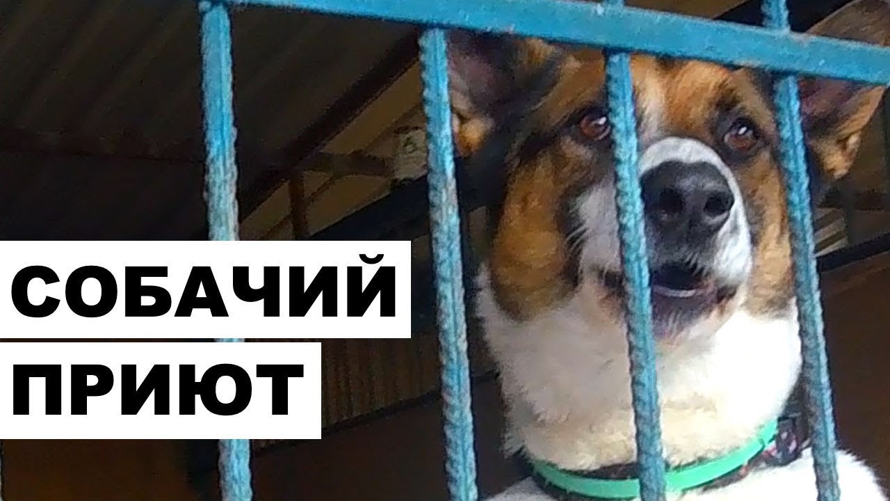 Собачий приют в Москве. "Песня волонтера" про приют "Красная сосна"
