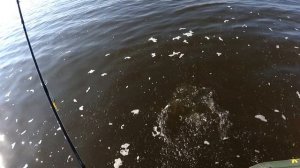 ЛОВЛЯ ПАССИВНОГО СУДАКА НА ДЖИГ | РЫБАЛКА на СУДАКА 2019 | ЛОВЛЯ СУДАКА ОСЕНЬЮ на ДНЕПРЕ