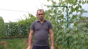 Виноград. Срочная обработка винограда от болезней .