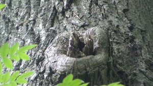 жизнь диких пчел в дупле дуба, колодезное пчеловодство, как добывают дикий мед