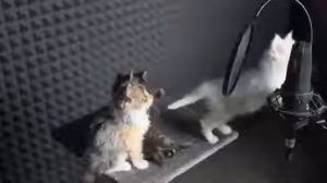 Катята поют?!