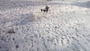 Дрессировка собак/гладкошерстный фокстерьер
