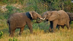 Дикая природа Уганды (4K)