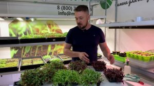 Свекла Олимпия - Микрозелень. Вкусная и красивая новинка в каталоге.