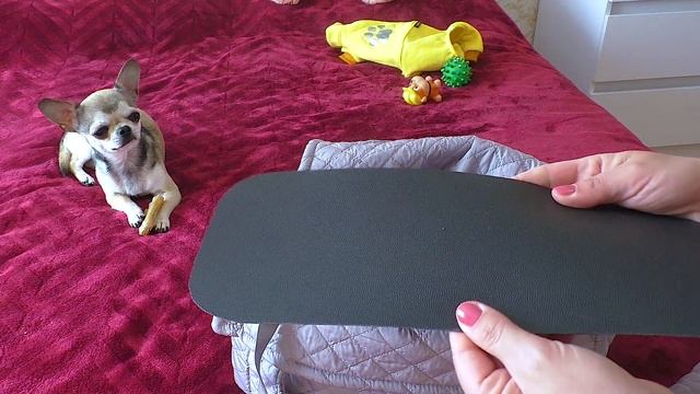 ПОКУПКИ ДЛЯ ЩЕНКА Сумка-переноска и новый костюм Одежда для собак ПОКУПКИ ДЛЯ ЧИХУА ХУА ЛАКИ смотреть онлайн