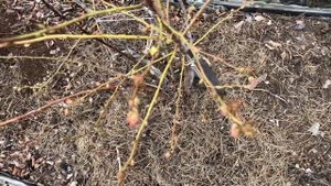 Голубика цветёт ! Чем опасна ранняя высадка голубики ? ?