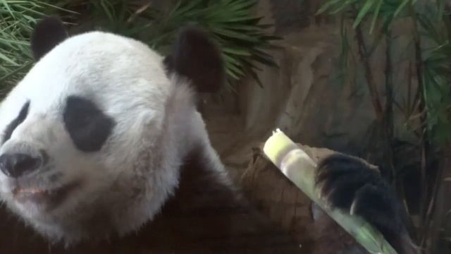 панда ест бамбук The craziest Panda