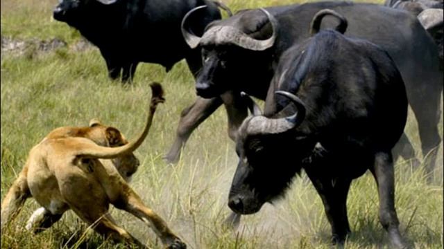 Животные Африки I Penguins for Kids I Baby show Semeyka A смотреть онлайн