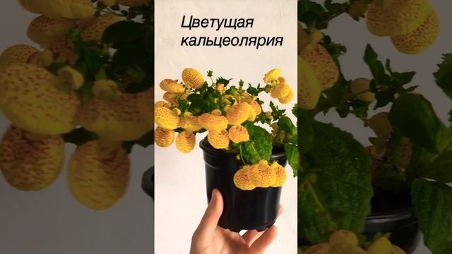 Цветущая кальцеолярия #комнатные цветы в Ижевске #