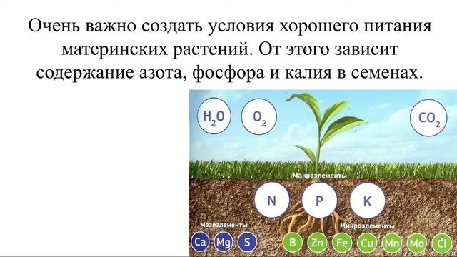 Практикум по теме «Семеноводство. Сортоиспытание»