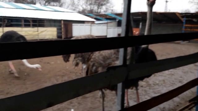 Страусиная ферма !!! Едем смотреть страусов Ostrich farm смотреть онлайн