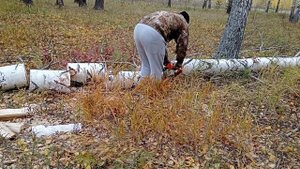 Собираем валежник на дрова