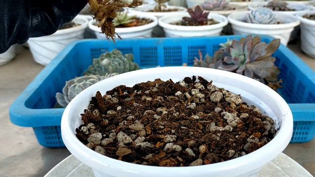 HOW TO PLANT SUCCULENTS AFTER AIRDRYING THEM easy Guide| Echeveria Flying Cloud 다육식물 多肉植物 Suculenta смотреть онлайн