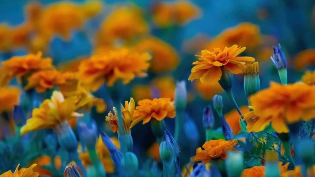 Cash & Ferven. About You смотреть онлайн