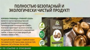 Выращивание Грибов В Домашних Условиях Для Новичков