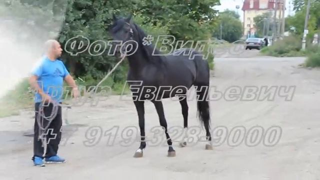 Цыганские кони Челябинск 2014 смотреть онлайн