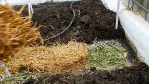 Как легко и дешево улучшить почву в теплице ?