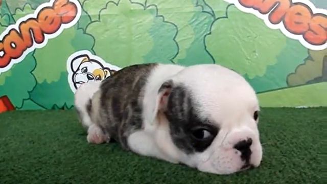 French bulldog For Sale - Clementine - http://www.bullcanes.net - ceo@bullcanes.net смотреть онлайн