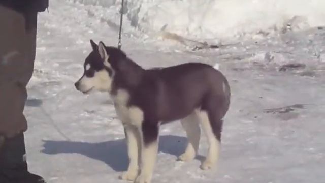 тренировка хаски смотреть онлайн