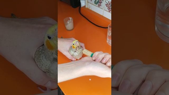 Как кормить птенца попугая смотреть онлайн