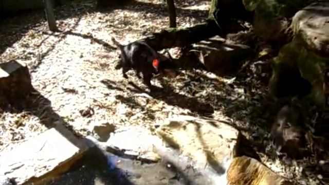 Sarcophilus harrisii смотреть онлайн