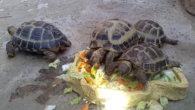 Среднеазиатская черепаха (Testudo Horsfieldii)
