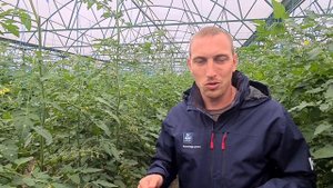 Сделайте эту обработку, и помидоры будут созревать в два раза быстрее!