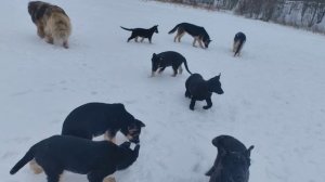 щенки вео 3,5 мес