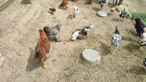 Деревенские куры, молодняк русской хохлатой, курочка австролорп квочка