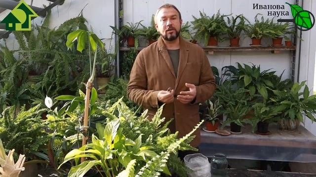 ВСЕГДА ТАК КОРМЛЮ РАССАДУ И ПОЛУЧАЮ БОЛЬШОЙ УРОЖАЙ. ОБЯЗАТЕЛЬНАЯ ПОДКОРМКА НА БЕСПЛАТНОЙ ОСНОВЕ.