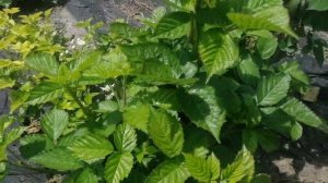 Ежевика Блек Джем (Black Jam). 25.05.2021, Киевская область.