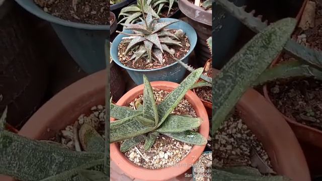 los aloes las haworthias gasterias y sanciberias смотреть онлайн