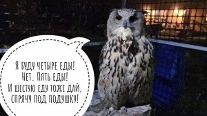 Сколько любимой еды влезает в голодную сову филина Ёлку за один раз? Сова не обиделась за таблетки!
