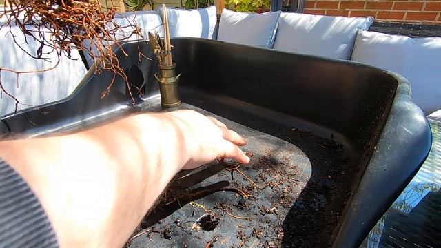 Bonsai Repotting of root bound Pinus parviflora glauca the 5 needle pine смотреть онлайн