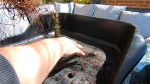 Bonsai Repotting of root bound Pinus parviflora glauca the 5 needle pine