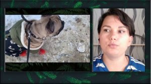 Разбор видео подписчицы. Бурная реакция на собак.