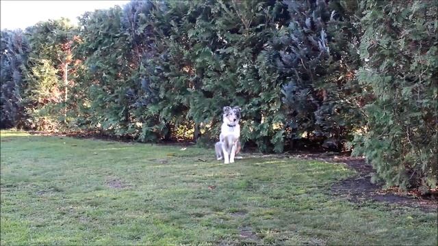 Genius Mondeo 5 months