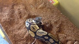 Ball Python Death Grip