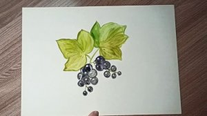 Черная смородина - рисунок красками.