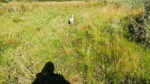 Сибирь, лечебная трава Зверобой, и вкусная как чяй.