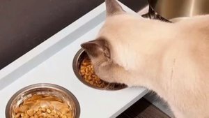 ?Что взять на дачу при поездке с кошкой?Как собрать кошку на дачу?