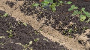 Размножение чеснока бульбочками. Как обновить чеснок воздушными луковичками?