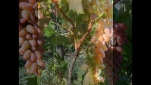 Виноград Заграва с характеристикой