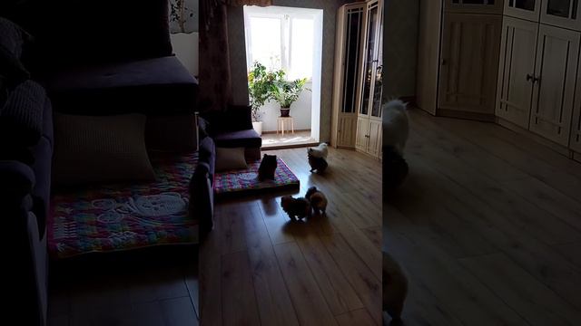 Какие они, померанские шпицы?  О шпицах ❤ #видеоссобаками #животные #краснодар