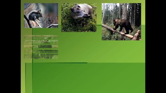 Жизнь леса Лес – природное сообщество смотреть онлайн