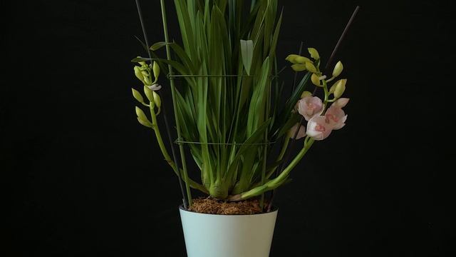 орхидея Цимбидиум сюрприз - рождественская сказка! смотреть онлайн