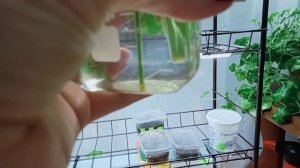 Плющелистная пеларгония зимовка в домашних условиях #пеларгония #цветы#flowers #pelargonium