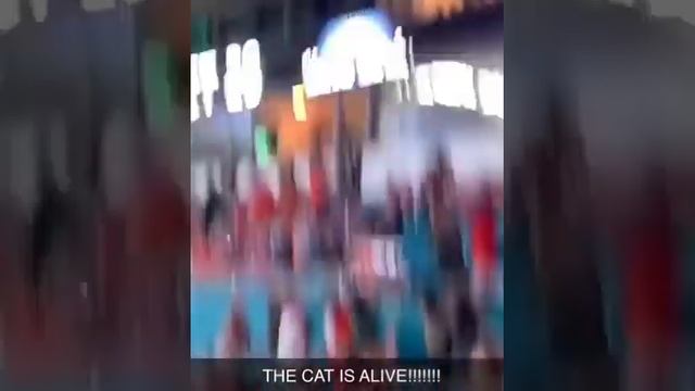 FANS CATCH FALLING CAT AT MIAMI GAME