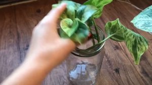 Queen Marble Pothos Propagation (in water)