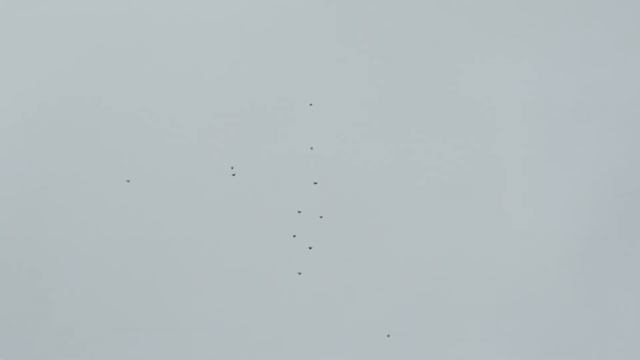 Сизые и серые голуби смотреть онлайн